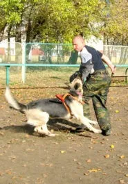 Східно-європейська вівчарка характеристика породи, фото, відмінності від німецької, відгуки (характер) Східно-європейська вівчарка характеристика породи, фото, відмінності від німецької, відгуки