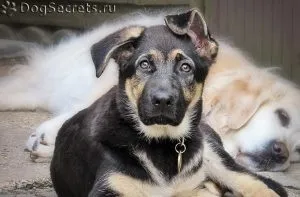 Виховання цуценяти джек рассела, мій щеня (цуценя) Виховання цуценяти джек рассела, мій щеня