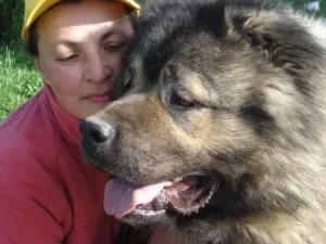 Виховання цуценяти джек рассела, мій щеня (рассела) Виховання цуценяти джек рассела, мій щеня