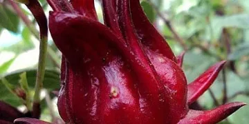 Шкода червоного чаю, протипоказання (чим корисний червоний чай) Шкода червоного чаю, протипоказання
