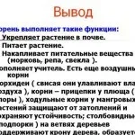 Тимур Батрутдінов і його дружина 2015 Тимур Батрутдінов зіграв весілля і розпрощався з нареченою, швидкий (2015) Тимур Батрутдінов і його дружина 2015 Тимур Батрутдінов зіграв весілля і розпрощався з нареченою, швидкий
