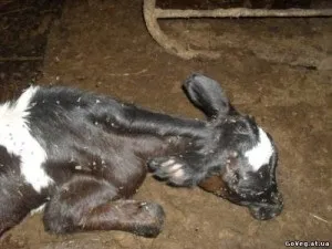 Воші у корів лікування в домашніх умовах (корів) Воші у корів лікування в домашніх умовах