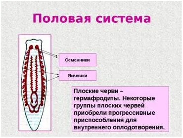 Все репродуктивні і важливі органи життєдіяльності плоских хробаків