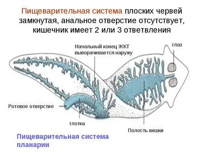 Все репродуктивні і важливі органи життєдіяльності плоских хробаків
