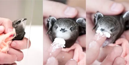 Вигодовувати пташенят чорного стрижа! (Пташеня) Вигодовувати пташенят чорного стрижа!