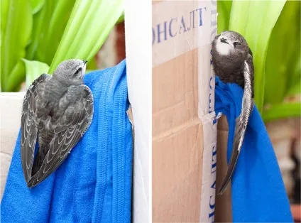 Вигодовувати пташенят чорного стрижа! (Стрижа) Вигодовувати пташенят чорного стрижа!