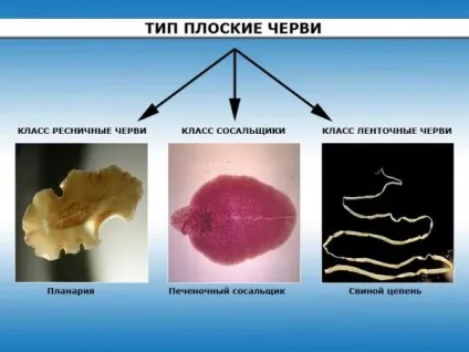 Все репродуктивні і важливі органи життєдіяльності плоских хробаків