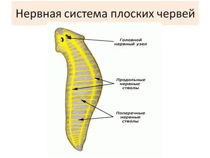 Все репродуктивні і важливі органи життєдіяльності плоских хробаків