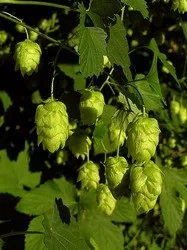 Хміль догляд, фото, пересадка, шкідники, розмноження (догляд) Хміль догляд, фото, пересадка, шкідники, розмноження
