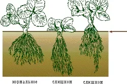 Кучерява полуниця догляд і вирощування на грядках і блоках
