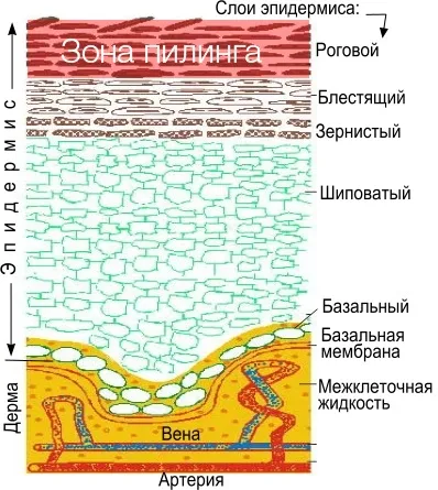 Хімічні пілінги, види хімічних пілінгів