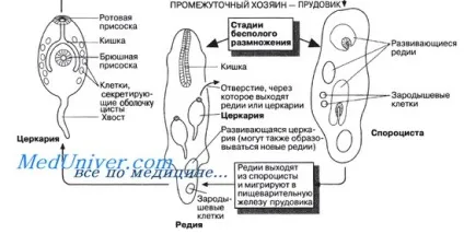 доросла двуустка