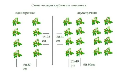 Кучерява полуниця догляд і вирощування на грядках і блоках