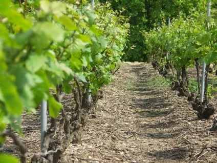 Why why wine - статті - старий світ - франція - blanc de blancs (blancs) Why why wine - статті - старий світ - франція - blanc de blancs