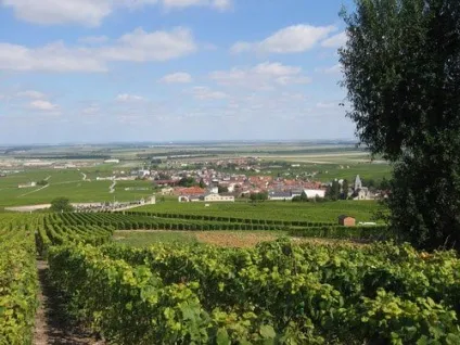 Why why wine - статті - старий світ - франція - blanc de blancs (blancs) Why why wine - статті - старий світ - франція - blanc de blancs