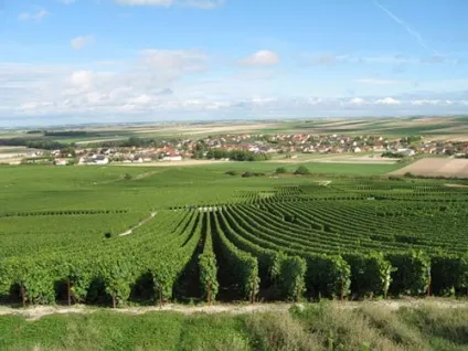 Why why wine - статті - старий світ - франція - blanc de blancs (blanc blancs більше) Why why wine - статті - старий світ - франція - blanc de blancs