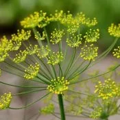 Хронічний небактерійний простатит симптоми і лікування