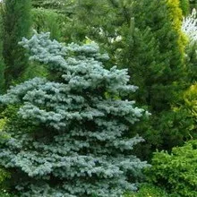 Хвойні дерева в ландшафтному дизайні фото хвойніков в дизайні саду, ділянки з хвойними рослинами (хвойні) Хвойні дерева в ландшафтному дизайні фото хвойніков в дизайні саду, ділянки з хвойними рослинами