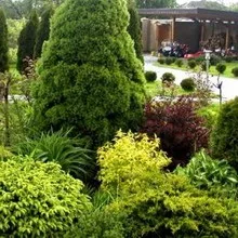 Хвойні дерева в ландшафтному дизайні фото хвойніков в дизайні саду, ділянки з хвойними рослинами (хвойніков) Хвойні дерева в ландшафтному дизайні фото хвойніков в дизайні саду, ділянки з хвойними рослинами