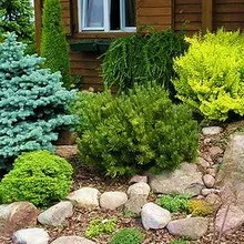 Хвойні дерева в ландшафтному дизайні фото хвойніков в дизайні саду, ділянки з хвойними рослинами (фото) Хвойні дерева в ландшафтному дизайні фото хвойніков в дизайні саду, ділянки з хвойними рослинами
