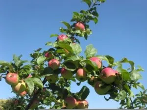 Яблуко алтайське рум'яне