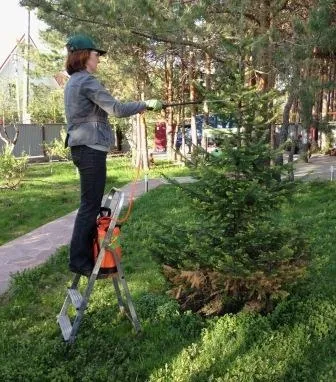 Хвойні навесні жовтіють, що робити (рази місяць повного) Хвойні навесні жовтіють, що робити
