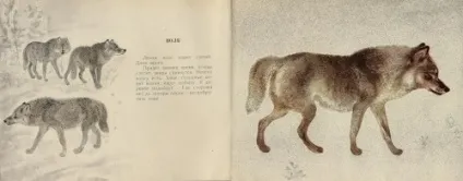 Художник-анімаліст евгений иванович Чарушин (227 робіт) - картини, художники, фотографи на nevsepic (тварин) Художник-анімаліст евгений иванович Чарушин (227 робіт) - картини, художники, фотографи на nevsepic