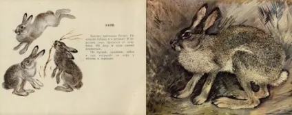 Художник-анімаліст евгений иванович Чарушин (227 робіт) - картини, художники, фотографи на nevsepic (любов) Художник-анімаліст евгений иванович Чарушин (227 робіт) - картини, художники, фотографи на nevsepic