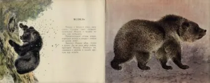 Художник-анімаліст евгений иванович Чарушин (227 робіт) - картини, художники, фотографи на nevsepic (любов) Художник-анімаліст евгений иванович Чарушин (227 робіт) - картини, художники, фотографи на nevsepic