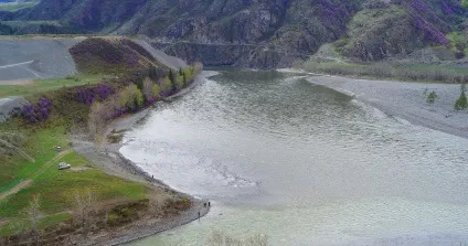 Отруйна краса, або як цвіте сибірська сакура (фото) (отруйна краса) Отруйна краса, або як цвіте сибірська сакура (фото)