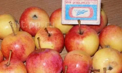 Яблуня «алтайське рум'яне» - опис сорту, фото, відгуки (яблуня) Яблуня «алтайське рум'яне» - опис сорту, фото, відгуки