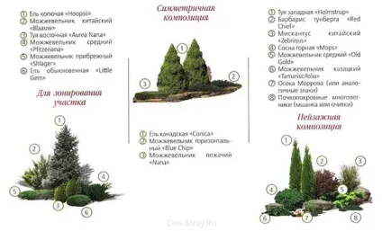 Хвойні дерева і чагарники в ландшафтному дизайні ділянки (дизайні) Хвойні дерева і чагарники в ландшафтному дизайні ділянки