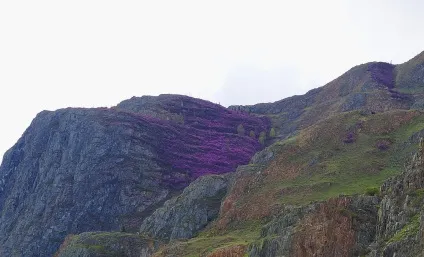 Отруйна краса, або як цвіте сибірська сакура (фото) (цвіте) Отруйна краса, або як цвіте сибірська сакура (фото)