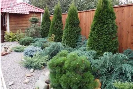 Хвойні дерева і чагарники в ландшафтному дизайні ділянки (дерева) Хвойні дерева і чагарники в ландшафтному дизайні ділянки