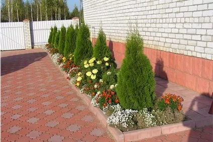 Хвойні дерева і чагарники в ландшафтному дизайні ділянки (ділянки) Хвойні дерева і чагарники в ландшафтному дизайні ділянки