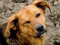 Чи законно відстрілювати бродячих собак (захист тварин жорстокого) Чи законно відстрілювати бродячих собак
