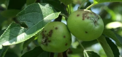 Захворювання яблуні 4 найпоширеніших і небезпечних (яблуні) Захворювання яблуні 4 найпоширеніших і небезпечних