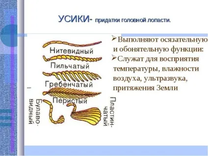 Навіщо комасі вусики (комаха) Навіщо комасі вусики