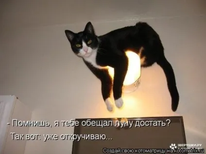 Питання про кота (ірина Савінова)