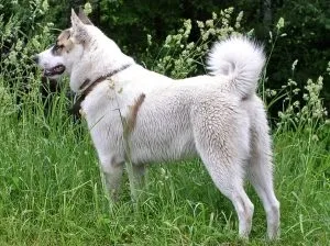Західно-сибірська лайка опис породи, характеристика, фото, все про собак (опис) Західно-сибірська лайка опис породи, характеристика, фото, все про собак