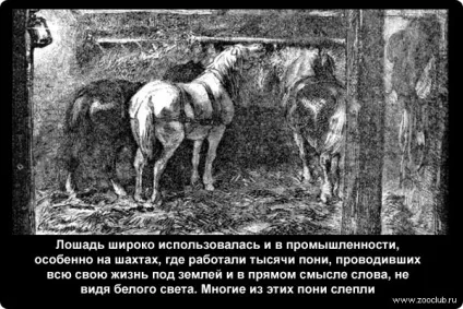 Цікаві факти про коней фото, цікаві факти про коней в картинках, фото факти про коней, (коней) Цікаві факти про коней фото, цікаві факти про коней в картинках, фото факти про коней,