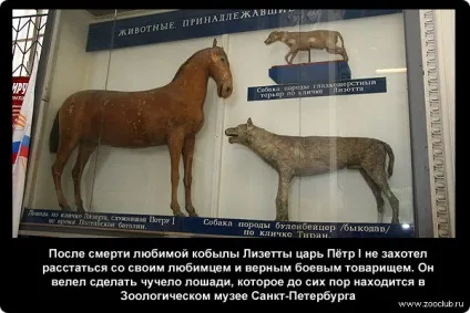 Цікаві факти про коней фото, цікаві факти про коней в картинках, фото факти про коней, (фото) Цікаві факти про коней фото, цікаві факти про коней в картинках, фото факти про коней,