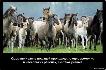 Цікаві факти про коней фото, цікаві факти про коней в картинках, фото факти про коней, (факти) Цікаві факти про коней фото, цікаві факти про коней в картинках, фото факти про коней,
