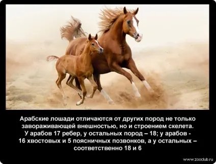 Цікаві факти про коней фото, цікаві факти про коней в картинках, фото факти про коней, (факти) Цікаві факти про коней фото, цікаві факти про коней в картинках, фото факти про коней,