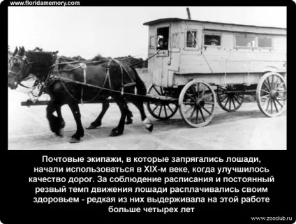 Цікаві факти про коней фото, цікаві факти про коней в картинках, фото факти про коней, (факти) Цікаві факти про коней фото, цікаві факти про коней в картинках, фото факти про коней,