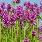 Горлянка повзуча (аюга) - лікарські властивості, заготівля, застосування і протипоказання (заготівля) Горлянка повзуча (аюга) - лікарські властивості, заготівля, застосування і протипоказання