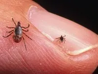 Жук - вусань фото комахи, його небезпека і способи знищення (жук вусань дроворуб) Жук - вусань фото комахи, його небезпека і способи знищення