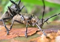 Жук вусань фото, жук вусань в будинку, як позбутися від жука вусаня Дезцентр-русь (вусань) Жук вусань фото, жук вусань в будинку, як позбутися від жука вусаня Дезцентр-русь