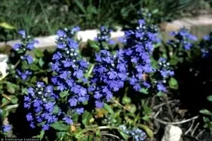 Горлянка повзуча (аюга) - лікарські властивості, заготівля, застосування і протипоказання (повзуча) Горлянка повзуча (аюга) - лікарські властивості, заготівля, застосування і протипоказання