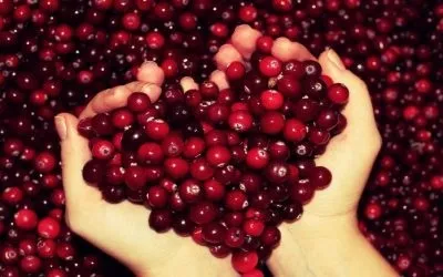 Жовчогінні продукти харчування при застої жовчі (продукти) Жовчогінні продукти харчування при застої жовчі